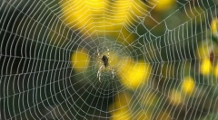 Što je jači - čelik ili web?